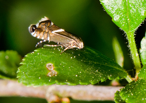 Glyphipterix forsterella