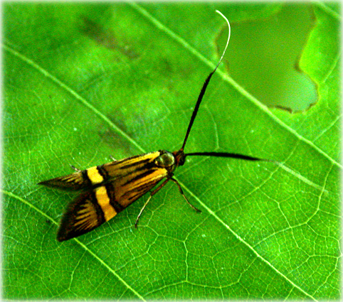 Nemophora-degeerella