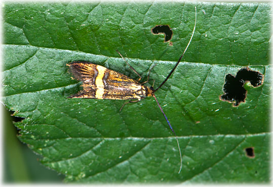 Adela degeerella