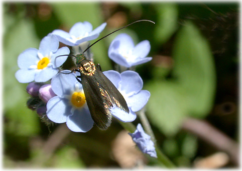 Adela rufimitrella