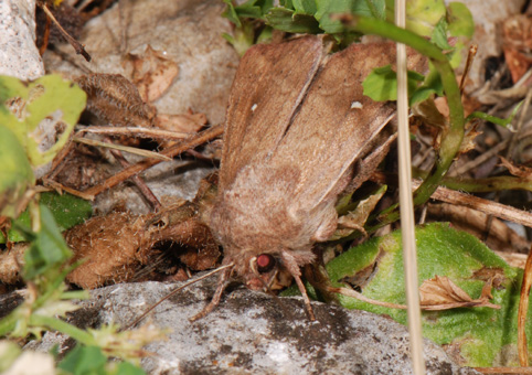 Mythimna albipuncta