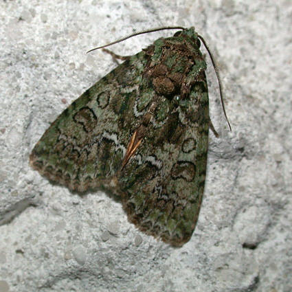 Polyphaenis sericata