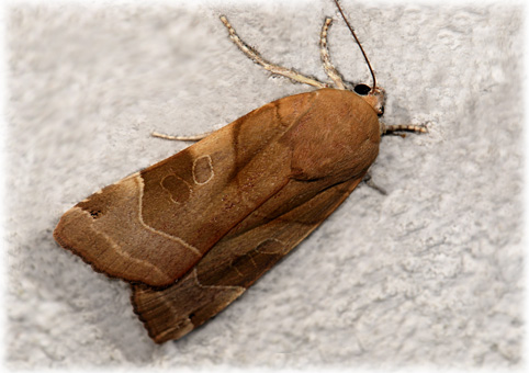 Noctua fimbriata