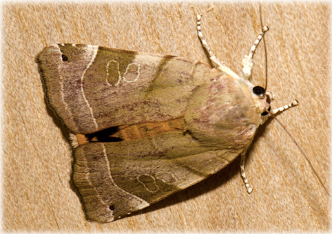 Noctua fimbriata