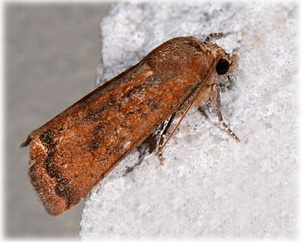 Noctua interjecta