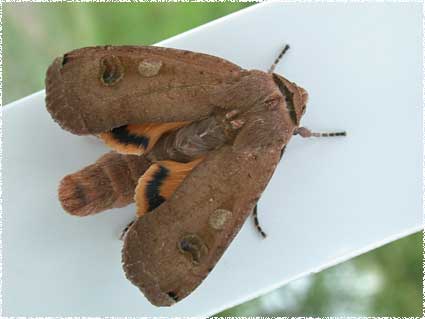 Noctua pronuba