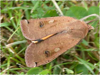 Noctua pronuba