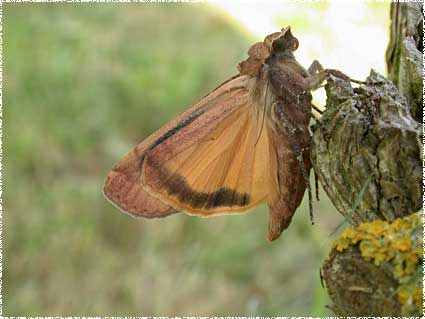 Noctua pronuba