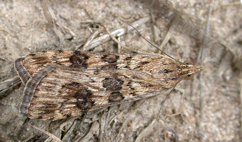 Nomophila noctuella