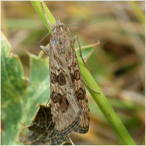 Nomophila noctuella