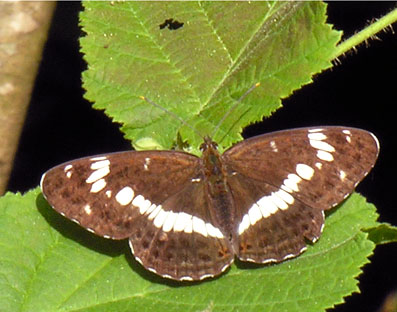 Limenitis camilla