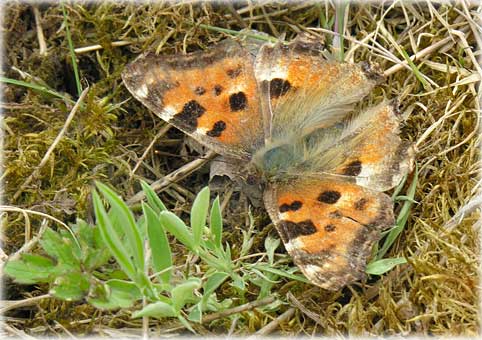 Nymphalis polychloros