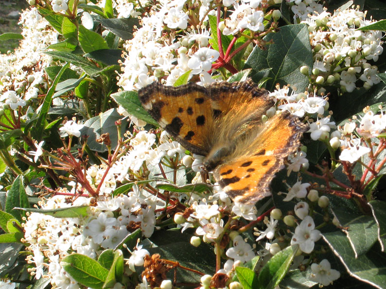 Nymphalis polychloros