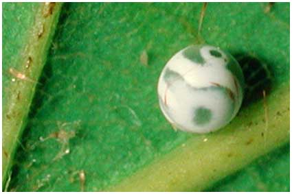 Gastropacha quercifolia, oeuf de la feuille morte du chne, 