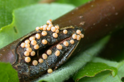  les oeufs de lpidoptre