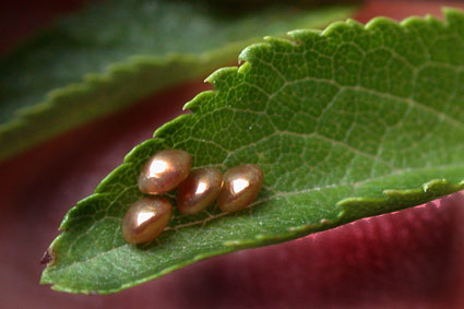  des oeufs lpidoptre