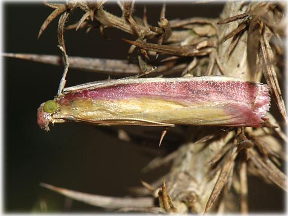 Oncocera semirubella