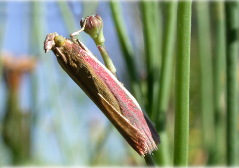 Oncocera