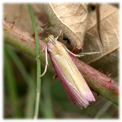 Oncocera semirubella