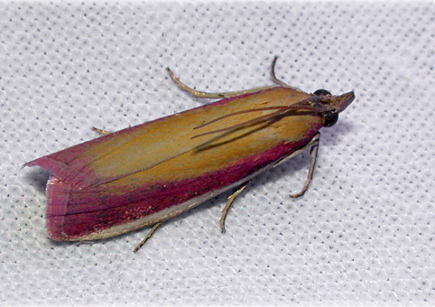 Oncocera