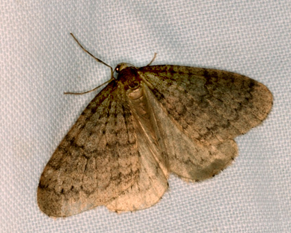 Operophtera brumata