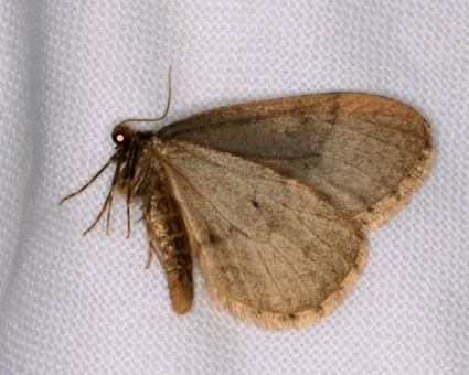 Operophtera brumata