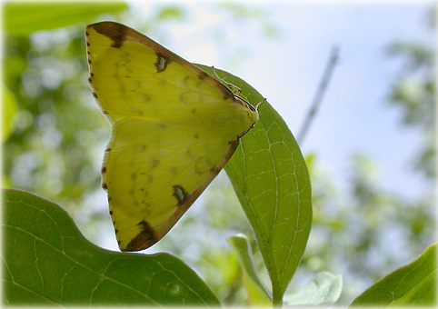 Opisthograptis luteolata