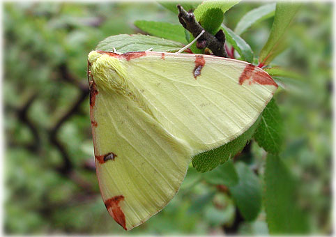 Opisthograptis luteolata