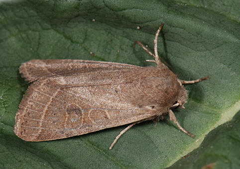 Orthosia cerasi