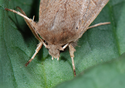 Orthosia cerasi