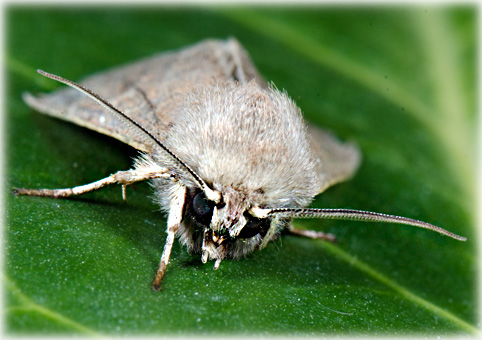  Orthosia cerasi 