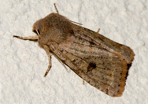 Orthosia cruda