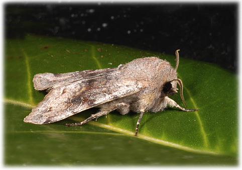 Orthosia incerta