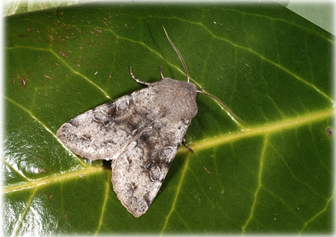 Orthosia incerta