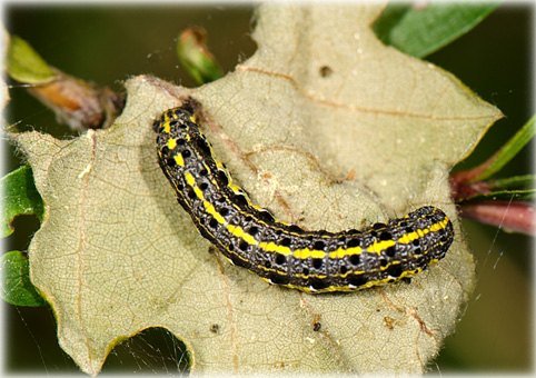 orthosia_miniosa