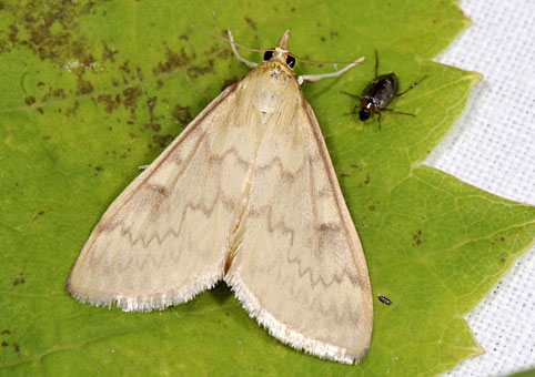 ostrina