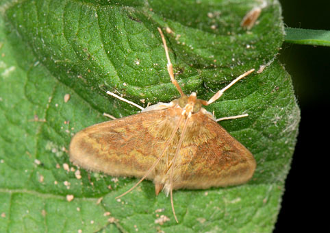 Ostrina nubilalis