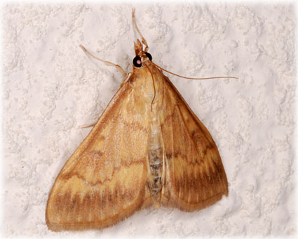 Ostrinia nubilalis