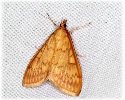 Ostrinia nubilalis