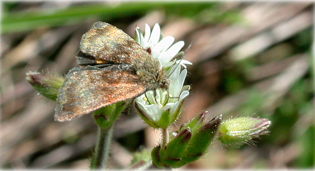 panemeria