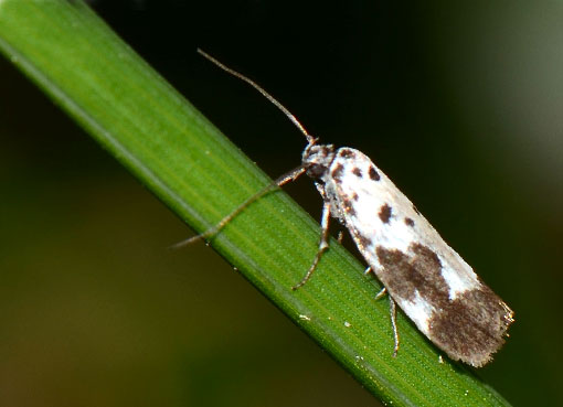 ethmia