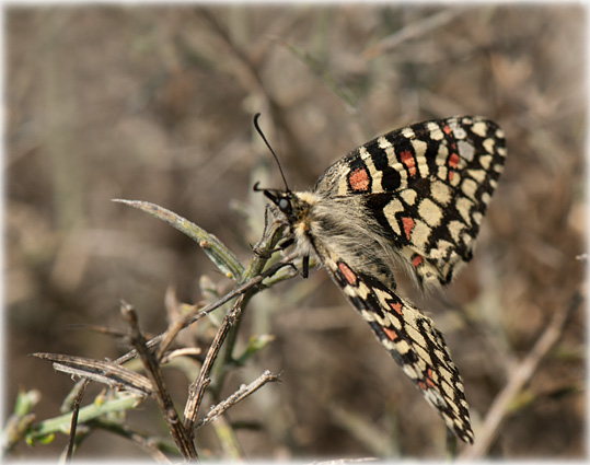 Zerynthia rumina