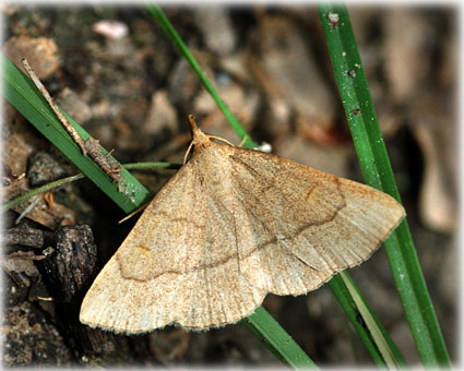 Paracolax tristalis