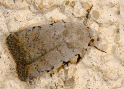 paradrina clavipalpis 