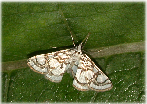 Nymphula stagnata