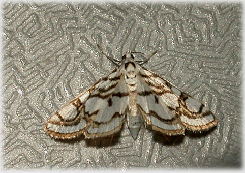 Parapoynx stagnata