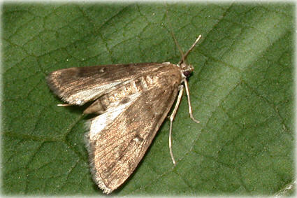 Parapoynx stratiotata