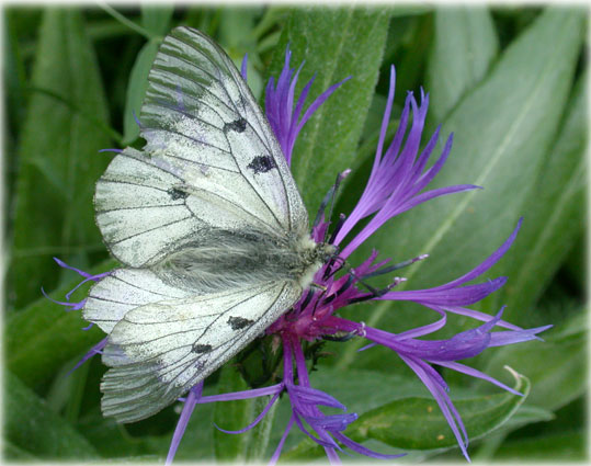 Semi Apollon