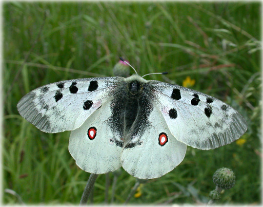  Parnassius 