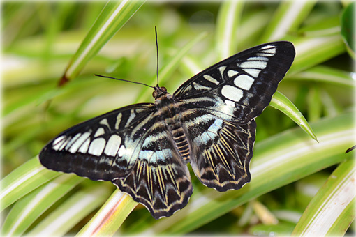 Parthenos sylvia